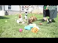 Friendly Cavapoo Puppies