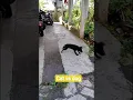 Download Lagu cat vs dog #cat #dog #catvsdog #animals #funny #funnyvideo