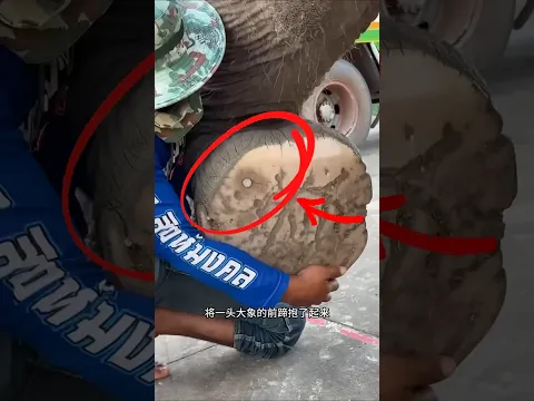 This Elephant Got A Huge Nail In His Feet #shorts