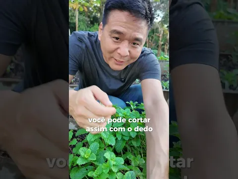 Como não colher a hortelã