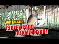 Download Lagu CIBLEK PAUD MANAPUN PASTI NYAUT