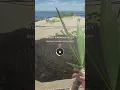 how to plant YUCCA trees in stranded deep