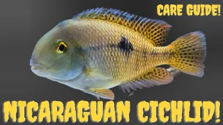 Download NICARAGUAN CICHLID | SPECIES PROFILE MP3