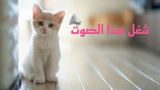 اصوات ستدهش قطتك وتجعلها تأتي اليك Sounds That Will Startle Your Cat 