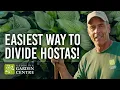 How to Divide Hostas in Fall Easy Step-by-Step Guide