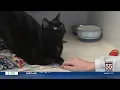 Paws-itively Pets Meet Sabbath