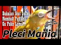 Download Lagu Plecimu Bakalan Ikutan nembak ga pake LAMA!!!