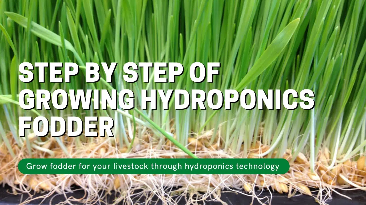 Growing Hydroponics Fodder in 2024 A Step by step guide