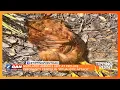 Satanic Ritual Vandalism of Pro-Life Pregnancy Center in Florida