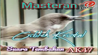 Download Masteran Ciblek Kristal Tembakan sadis suara AK47 MP3