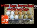 Did You Know that Chickens Lay Green Eggs