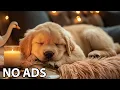 12 Hours Dogs Calming Music Dog Anxiety Music Soothing For Relaxation - Peaceful Dog Mood