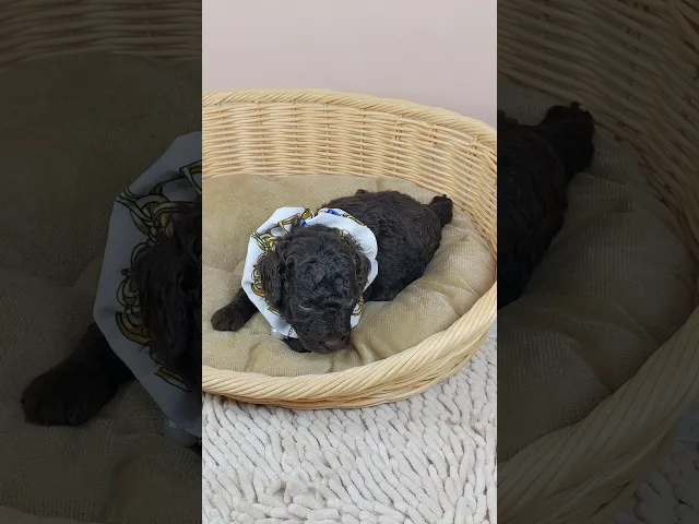 動画