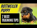 7 BEST Rottweiler Puppy Training Tips - How to train a Rottweiler