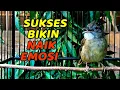 Download Lagu MASTERAN DAN PANCINGAN KAPAS TEMBAK BAHAN MUDA HUTAN AGAR NYAUT RESPON BUNYI FULL EMOSI