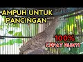 Download Lagu PERKUTUT BANGKOK GACOR UNTUK PANCINGAN PALING AMPUH BIKIN PERKUTUT BANGKOK CEPAT BUNYI 
