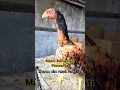 Download Lagu Shamo Eropa Gold... #chicken #ayam #shamo #pets #birds #hobby #shorts