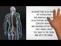 How Acupuncture Works