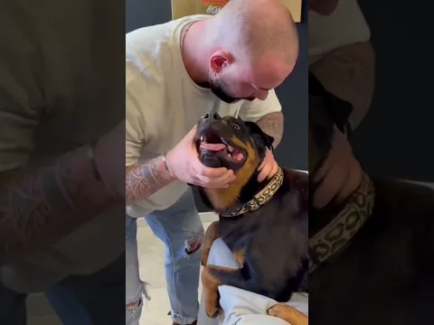 #dog #chiropractic #chiropractor @PhysicalOnePlus