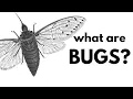 What Are true Bugs
