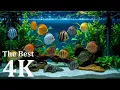 Download Lagu Aquarium Relaxation Music | Gentle Piano \u0026 Fish Tank Sounds for Peaceful Sleep and Mental Focus