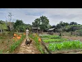 Download Lagu Volledige video: 125 dagen boerderijleven, tuinieren, boeren, oogsten, koken, dierenverzorging