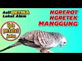 Download Lagu Perkutut Betina Lokal NGEROT,NGRETEK DAN MANGGUNG