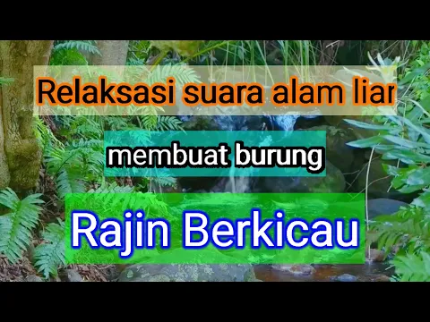 Download MP3 Suara alam liar untuk masteran burung macet