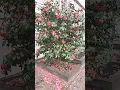 Download Lagu Camellia. Every Thursday there is a New Video about Flowers in Different Countries of the World.