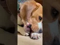 Download Lagu Snack anjing aneh: pilih trakea, kuping babi atau urat kelamin sapi?