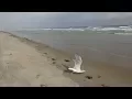 High Tide at the Atlantic Ocean with and sound Ogunquit Maine