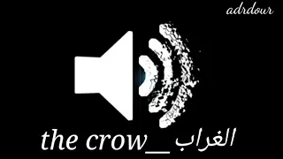 أحسن صوت غراب للمونتاج                                   دندنها