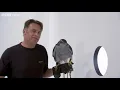 Goshawk Flies Through Tiny Spaces in Slo-Mo! - The Animal's Guide to Britain, Episode 3 - BBC