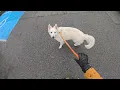 Dog Walk at Amateur Level