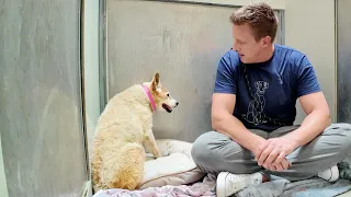 Senior Dog Getting Her First Treat at The Shelter Does the Happy Dance