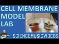 Cell Membrane Model Demonstration Using Dialysis Tubing