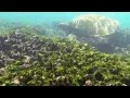 Snorkeling Maalaea Bay