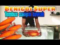 Download Lagu Koi Benigoi Tembus Sampek bawah | Masuk Kolam pagar Viral