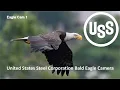 U S Steel Bald Eagle Camera Live view cam 1 - Great view of the nest with Chat