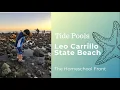 Tide Pooling at Leo Carrillo State Beach Homeschool Adventures