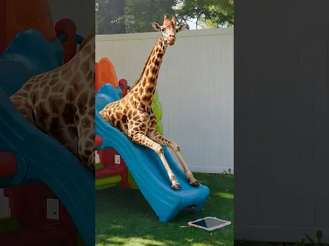 Animals escaped into the Playground! 🦁🦒🐘