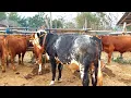 Download Lagu BAKALAN BELGIAN BLUE SUPER HARGA MURAH PASAR SAPI PURWANTORO
