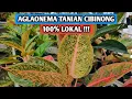 Download Lagu Aglaonema tanian Cibinong, 100% lokal !!!