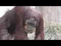Sumatran Orangutan Monkey Eating The Ground Sacramento Zoo