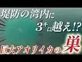 Download Lagu 堤防の湾内に3キロ級のアオリイカの巣が!?