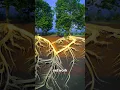 Download Lagu Hoe bomen stiekem praten 🌳🤔