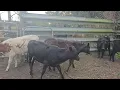 Cattle 5 Heifer Calves for Sale 1-14-26