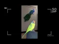 Plum Headed Parakeet | Parrot | Vittu | Playing with toys and having fun ! 🤩♥️