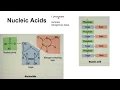 Identifying Organic Macromolecules