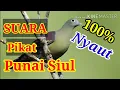 Download Lagu Suara Pikat Burung Punai Siul/ gunung